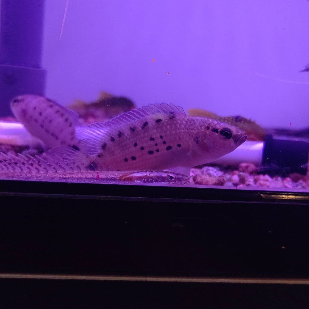 アクアショップしなの 本日の活餌在庫状況 ホンモロコ アカヒレ 金魚 Sm M L Ll Xl ザリガニ メダカ ドジョウ カエル カエル大 コオロギ ミルワーム デュビア