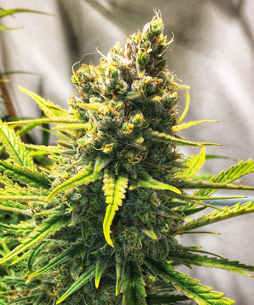 spliffseeds's tweet photo. Spliff's Strawberry 9 weeks of flower, branchy and great for a scrog. Phenos usually produce a sweet, โstrawberry-likeโ scent. Robust, resilient, that doesnโt require a ton of care or maintenance.
๐ธ:TheBudWhisperer
๐ท:#spliffsstrawberry
๐:https://t.co/rwrJ03YeKH https://t.co/zqb5BzIydk