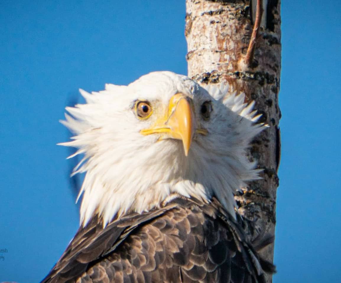 tracyportraits's tweet photo. Bald Eagle 
Melville Sk
#eagles #baldeagle
#tracyportraits  #LandofLivingSkies #OurNature #YourSask #cbcsklens #exploresask  #ThePhotoHour #sharecangeo  #prairiesnorth #ShareYourWeather #exploreSaskPrairie  #natgeoyourshot
#meanwhileinsask https://t.co/xo6OtKmCRk