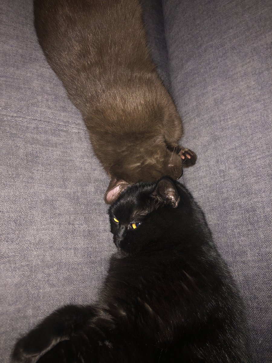 Ahhh I love them both sooo much ❤️ Luna 🖤 and Missy 🤎 #bkh #bkhkitten #britishshorthair #britischkurz