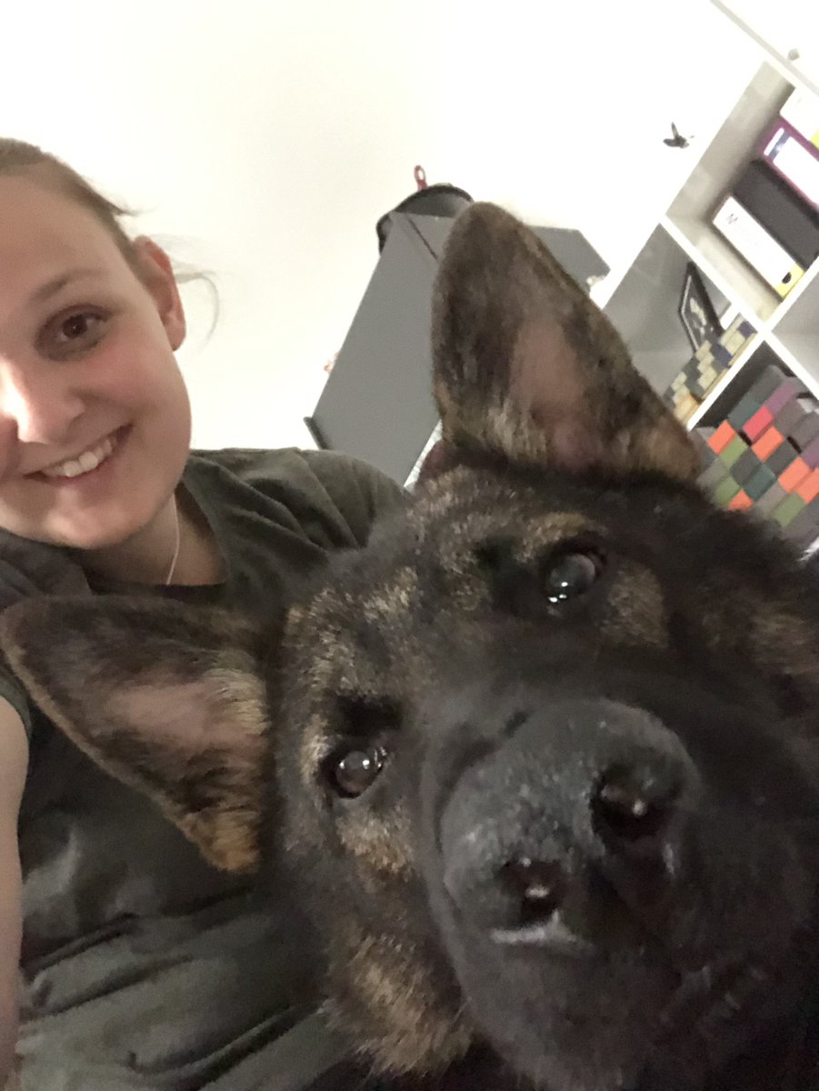 Max will be Marvins Guidedog next year😍❤️ can't wait!

#GermanShepherd #guidedog #blind #husband