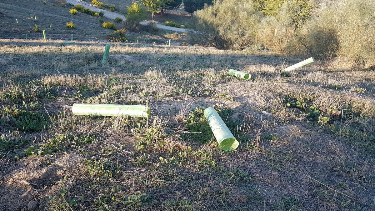 La campaña de hace un año del Ayto. <a href="/MADRID/">Ayuntamiento Madrid</a> de reforestación de varias zonas del barrio, con imágenes de varios concejales con azada en mano, es hoy esto. Las fotos nos la manda un vecino, criticando el abandono (riesgo medioambiental incluido) y la falta de riego del arbolado