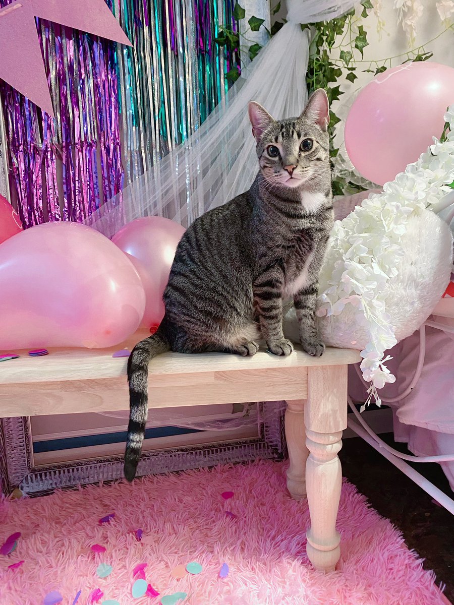 Lil preview of my birthday set <3!! Haha gotcha guys, it’s all just my cats >u>..
.
Jk.. but sounds like sumpin I would do :3 https://t.co/HDFAQ4b2vO