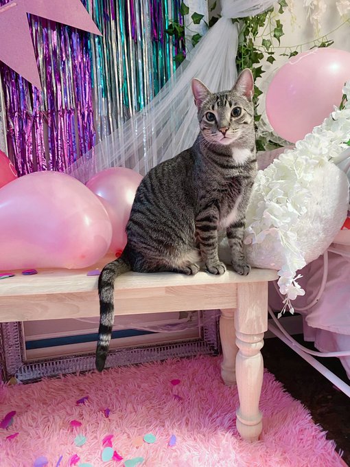 Lil preview of my birthday set <3!! Haha gotcha guys, it&rsquo;s all just my cats >u>.. . Jk.. but sounds like