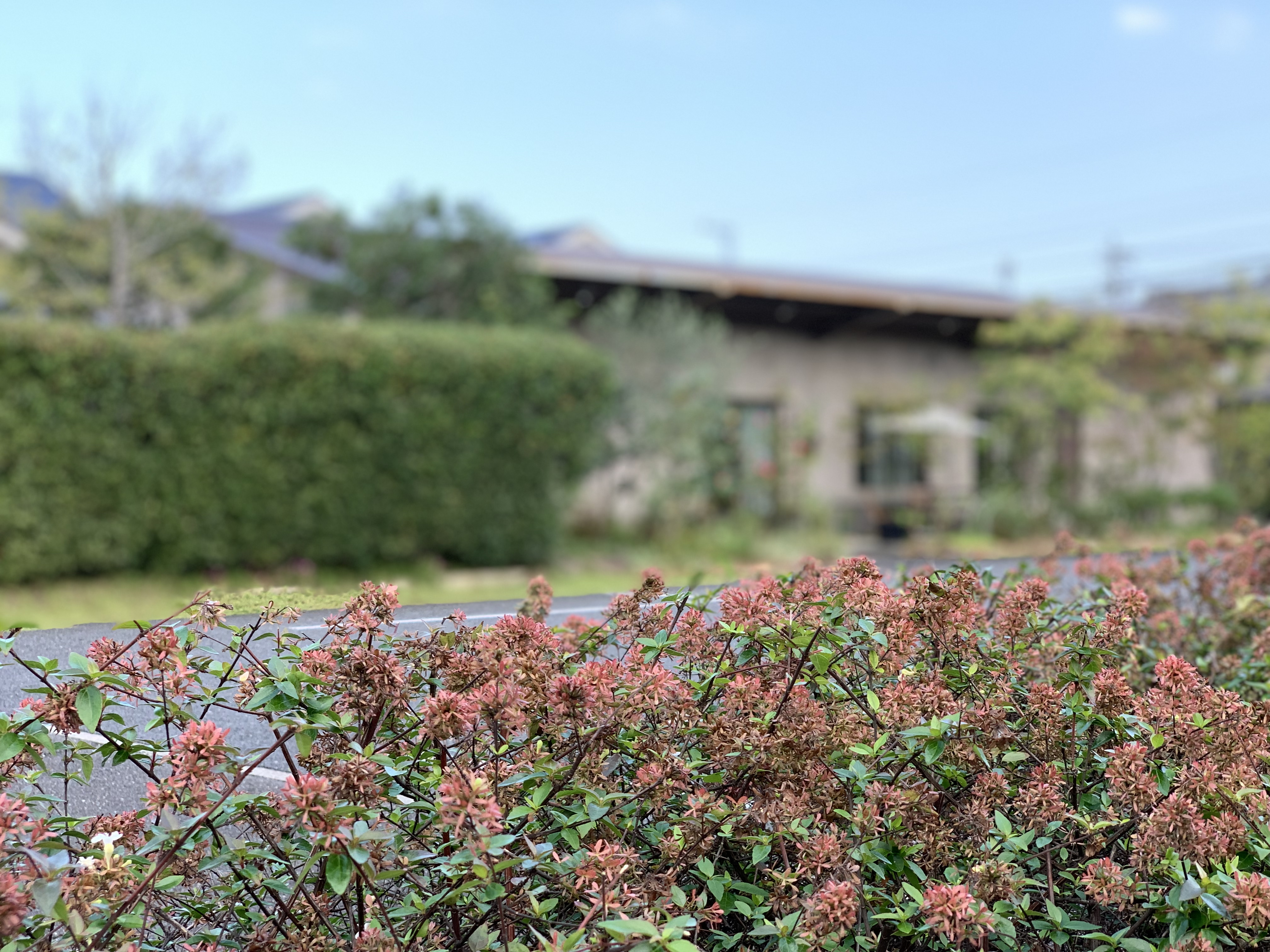 Holyhouse Studios スタジオ 音楽教室 カフェ 昨日は生垣やガーデンの剪定をお願いしました アベリア やキンモクセイ テイカカズラの生垣は 花を残して丸みを帯びた優しい仕上に スッキリ 気分爽快です 10月も中旬 今日は少し涼しくなりまし