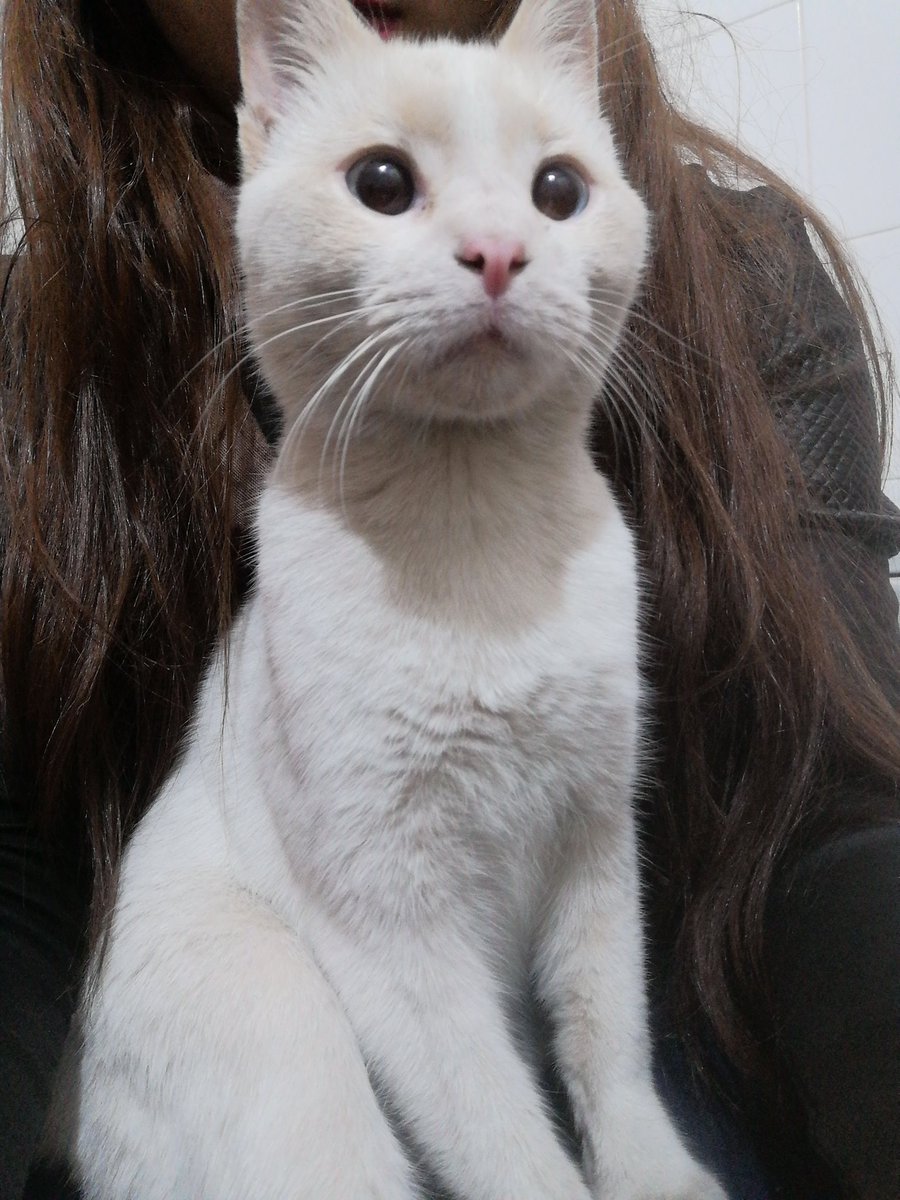 Gente acabo de encontrar este gato en la calle poeta lugones al 50 aprox del lado de vialidad por cruzar la calle. Hiper mimoso, es blanco con marrón, ojos celeste. Macho sin castrar.
Ayudame a difundir x si tiene dueños.
<a href="/VivireNuevaCba/">VivirenNuevaCórdoba®</a>