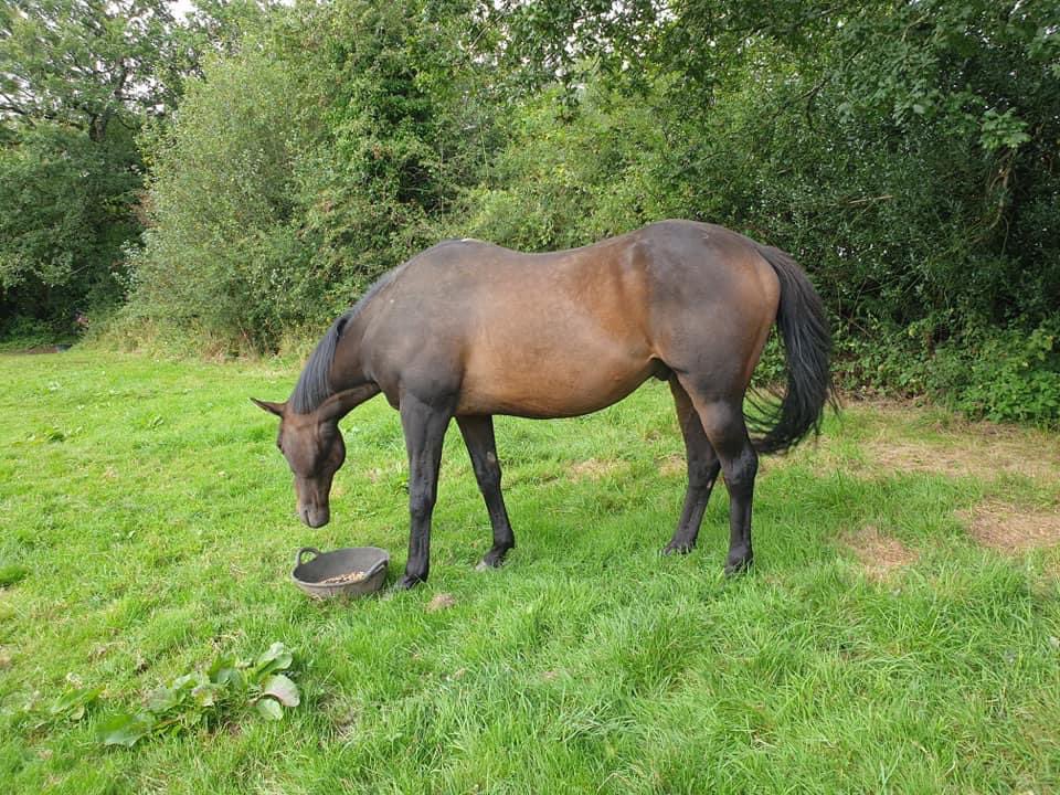 c_wiscombe's tweet photo. Ex14 9NH is the postcode from where ‘Noel’ ,16hh bay thoroughbred wandered off from, early hours Saturday morning 9.10.2021.  He was seen at above postcode on cctv looking in over a neighbours property.  @BBCSpotlight  @bbcpointswest @HonitonTown https://t.co/Fxb0TXYfwH