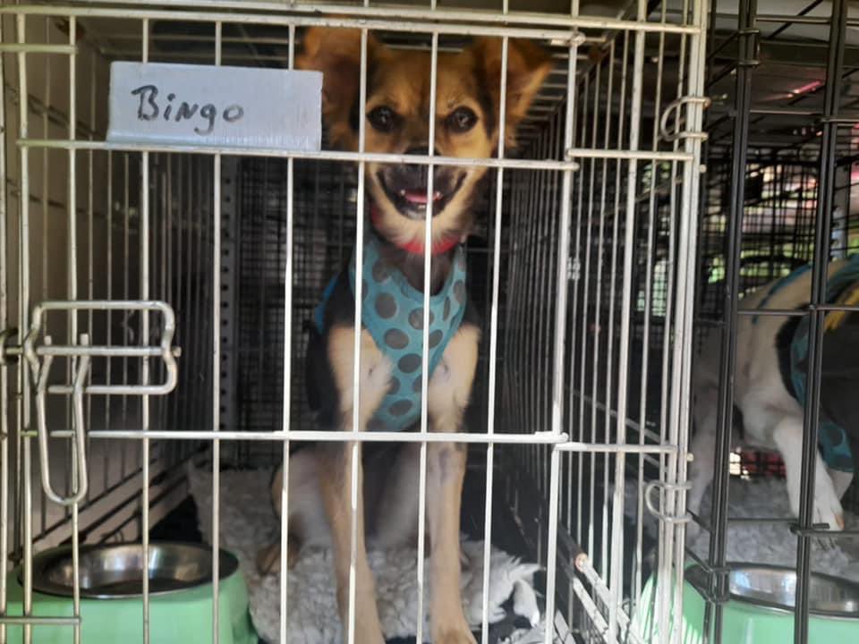 The Company of Dogs tweet media