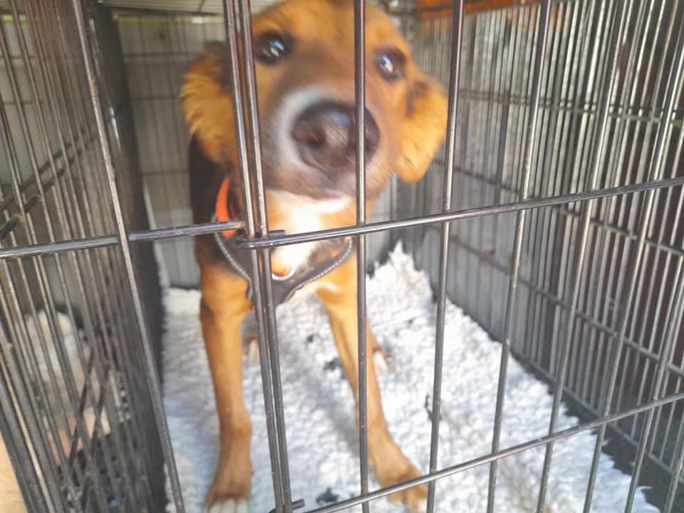 The Company of Dogs tweet media