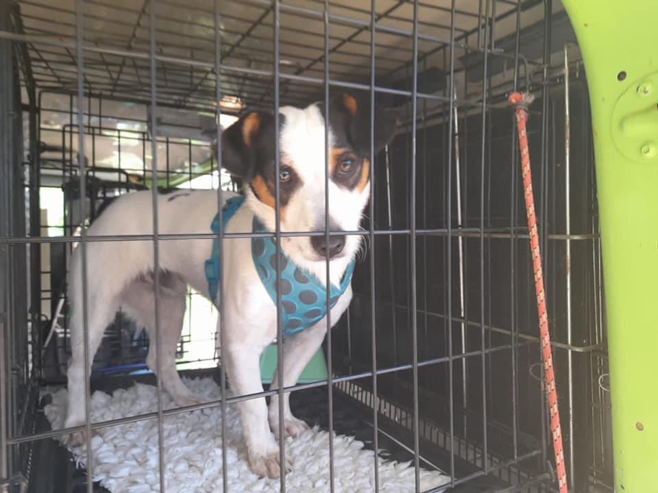 The Company of Dogs tweet media