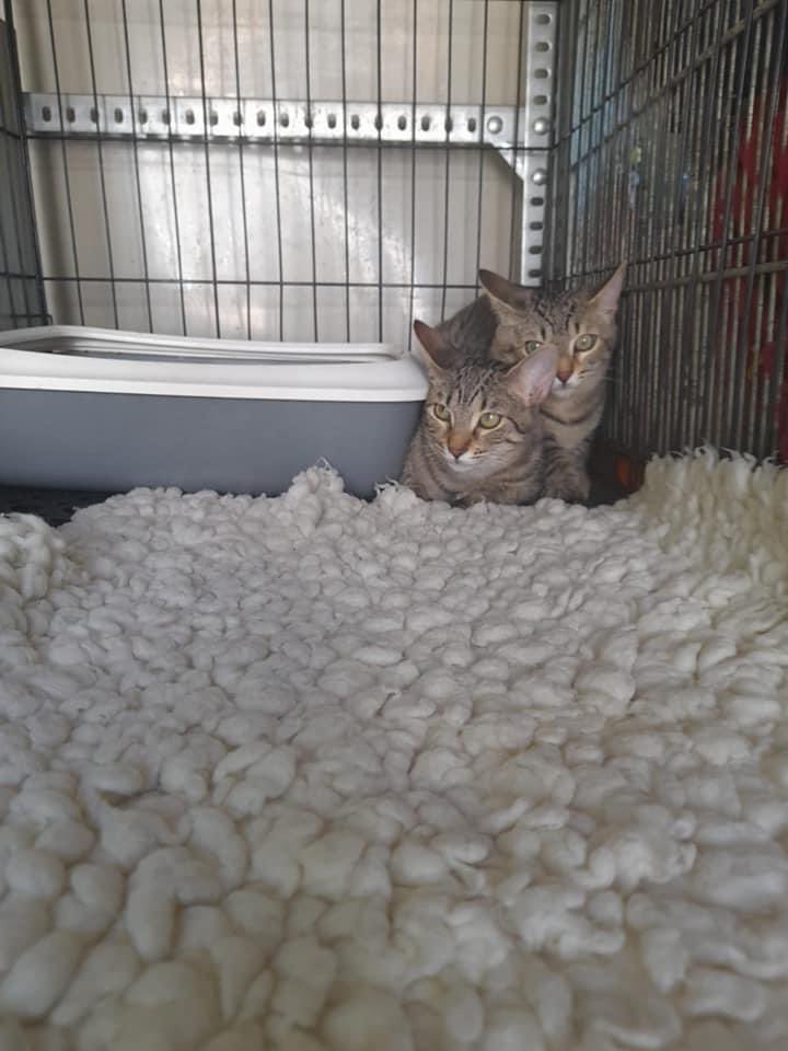 The Company of Dogs tweet media