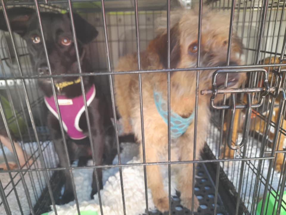 The Company of Dogs tweet media