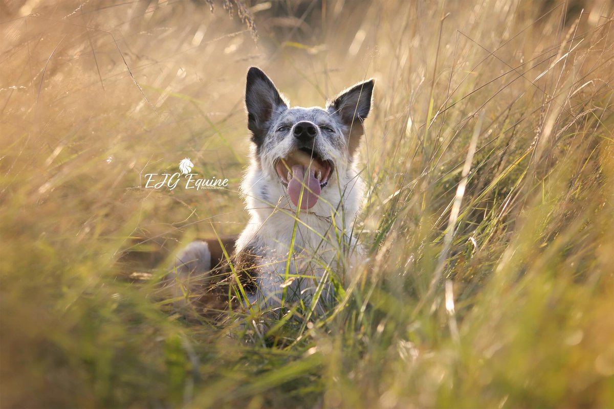 Dogtoberfest Sat 16th Oct 1-5pm, come for lunch with your dogs, get a FREE professional photograph by award winning photographer Emily Guest #dogs #photography #urmston #loveurmston #indieurmston