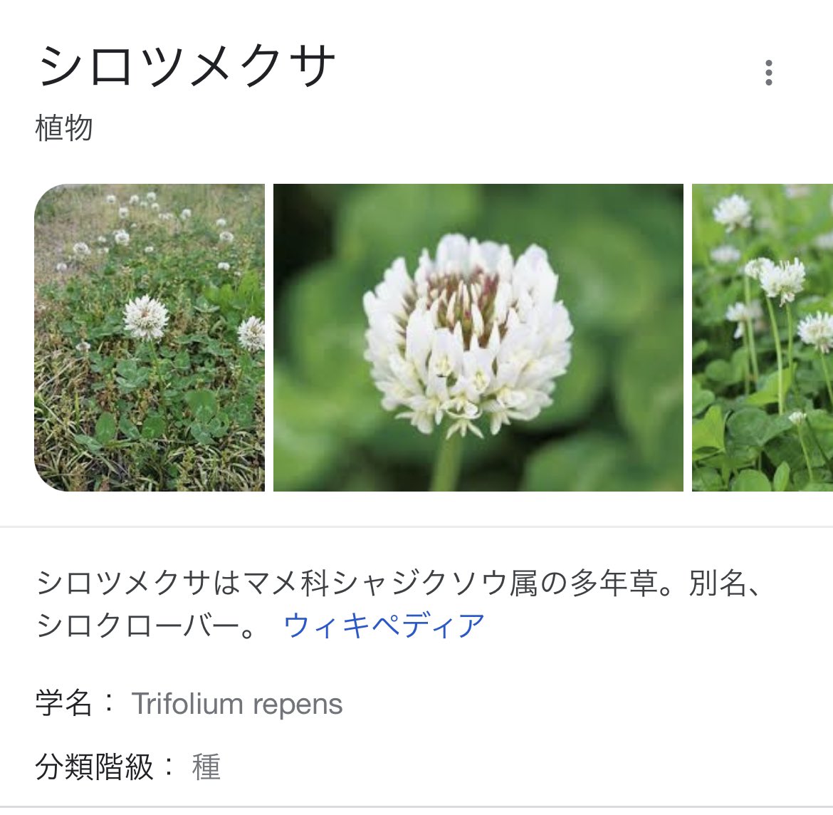 ট ইট র たかたん 群馬では シロツメクサ食べるのかと思った 春の七草は セリ なづな ごぎょう はこべら ほとけのざ すずな すずしろです ট ইট র たかたん 群馬では シロツメクサ食べるのかと思った 春の七草は セリ なづな ごぎょう はこべら ほとけのざ すずな すずしろです