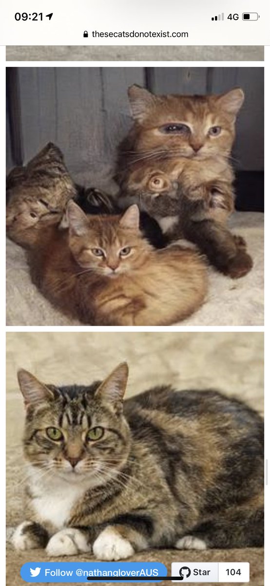 smeone introduced me to thesecatsdonotexist.com last night at the pub and this is how I'm spending my saturday mornin