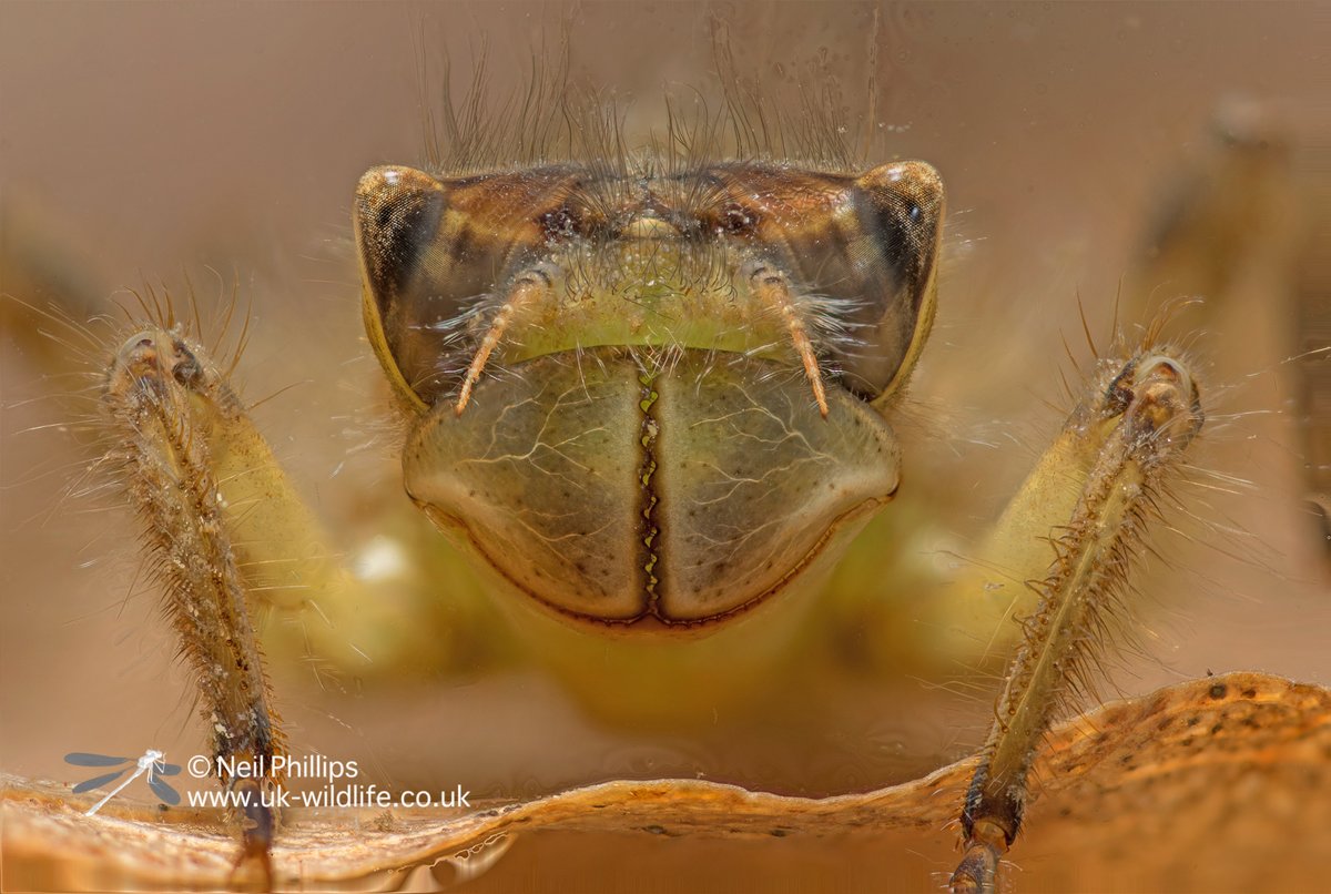 WWT Martin Mere tweet media