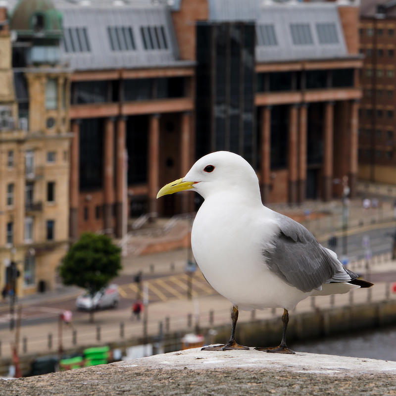 WWT Martin Mere tweet media