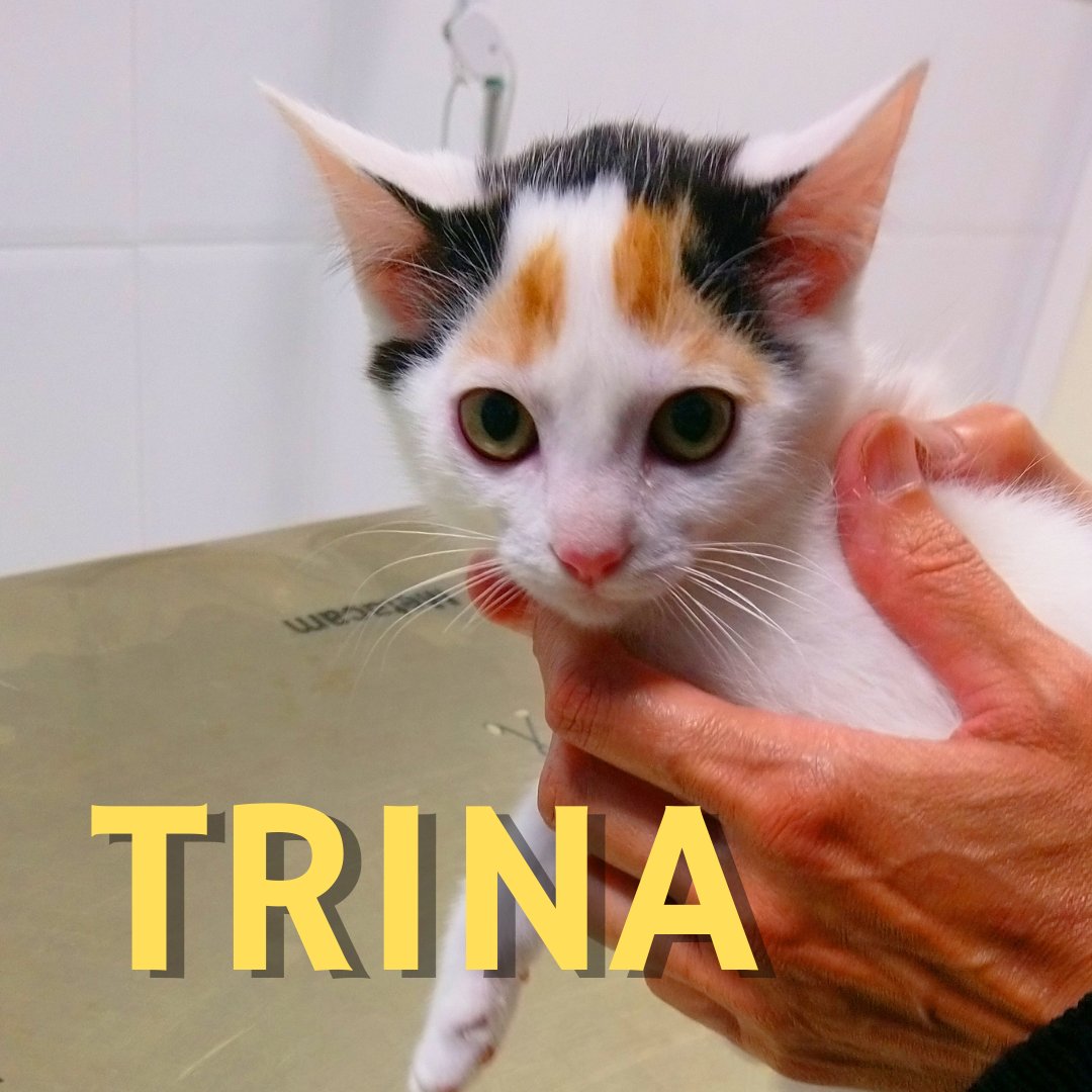 🆘LA CACHORRADA: PARTE I🆘

Si no son adoptados pronto, crecerán y pasarán a ser invisibles del todo, así que por favor, difundid.
Estos son cuatro de ellos.
Para comunicaros con nosotros no utilicéis los comentarios, por favor, escribid A defensanimalzamora@gmail.com
GRACIAS😺