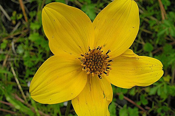 ビデンス トリプリネルヴィア Twitter Search Twitter