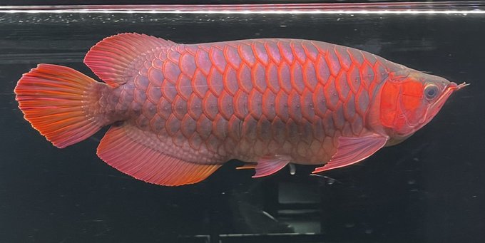 アジアアロワナのtwitterイラスト検索結果