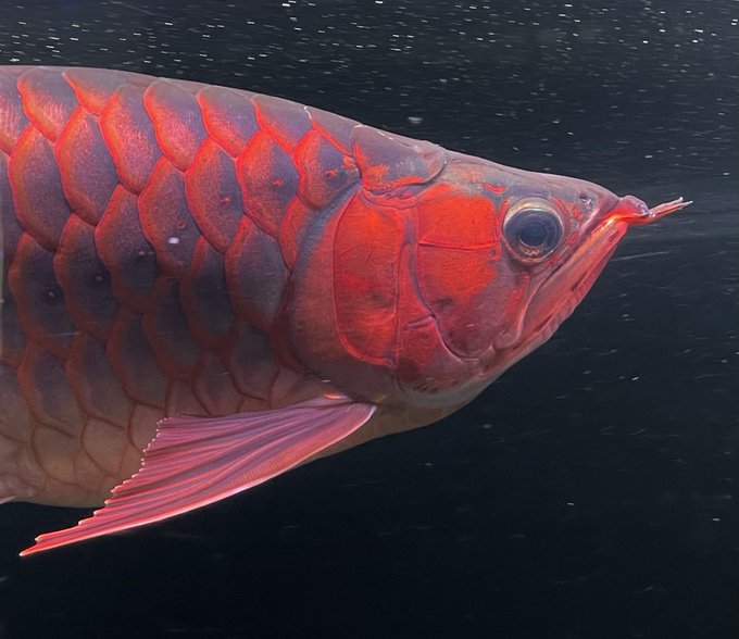 アジアアロワナのtwitterイラスト検索結果