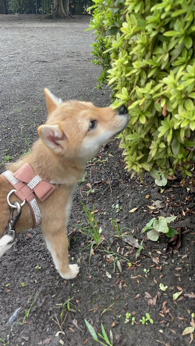石上ひなののTwitter画像29
