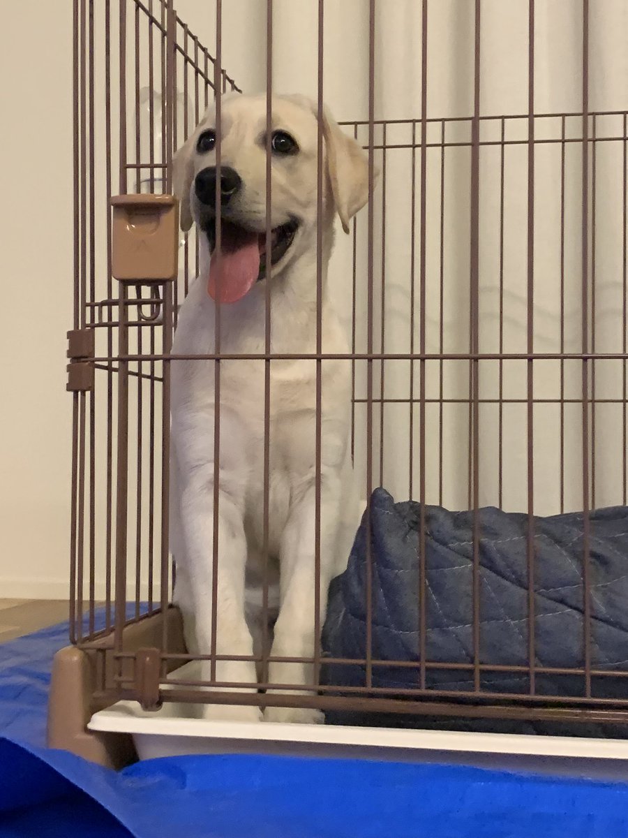 ট ইট র れもん ジャンプしてケージから脱走した子 ラブラドール