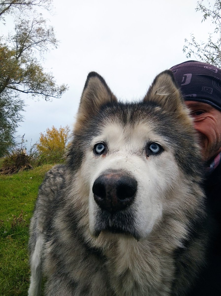 Pawel_Kownacki's tweet photo. Dziś Skeeter ma wychodne i pojechała na spotkanie psich modelek a Chetan dziś bardzo nalegał na trening. Dawno tyle nie pobiegał co dziś...ale przyznajcie, że gdyby był zlot nierasowych modeli zdobyłby kilka pucharów. ;)
Dziś poza #PoChetane 9 sprintów - nawet blisko 2:40 min/km. https://t.co/1yiawAzpSc