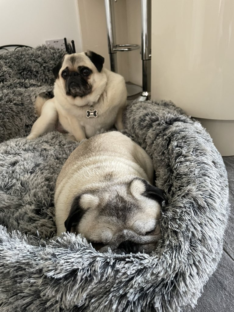 TheMrketingDogs's tweet photo. Apawrently it’s national pug day so here’s a pic of me and my pal Mr Puggy chillin #nationalpugday https://t.co/eOO3WmAUJD