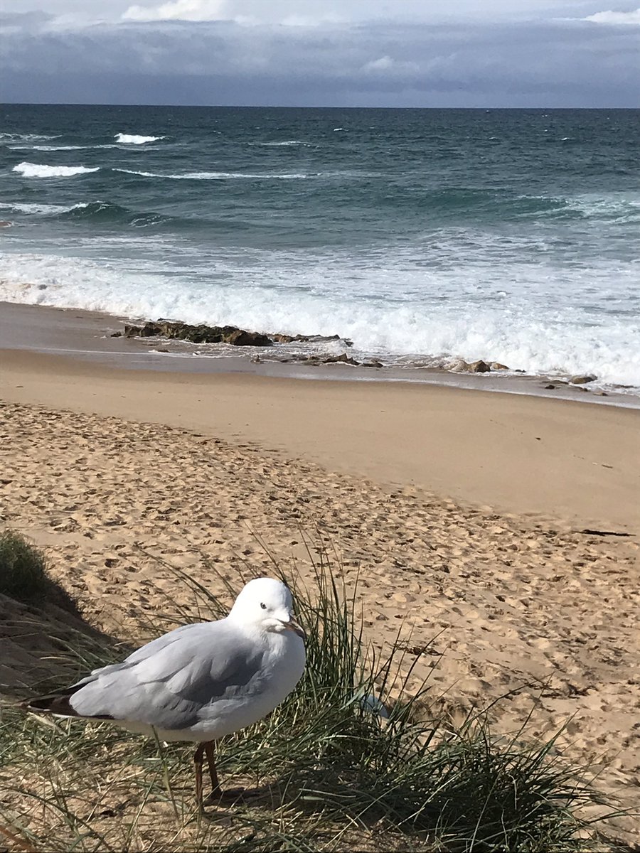 AndreaRowe_au's tweet photo. Down at the Back Beach. Me and my mate hatching a story after @Writers_Vic Writeability session today. #writeability #morningtonpeninsula https://t.co/cReWy8iQzE