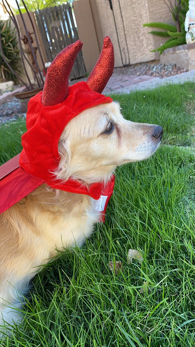 Who is a little devil?! 👋🎃♥️

#dogs #dogs #halloween2021 #Halloween #dogcostumes #SaturdayVibes
