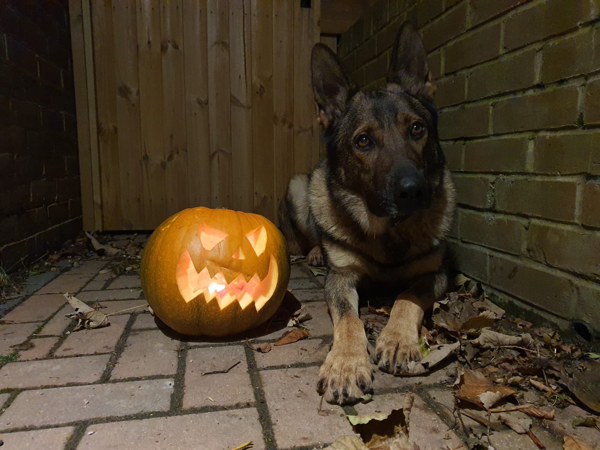 PoliceDogDorset's tweet photo. Not wanting to be left out of all the Halloween fun 👻
PD Tank has been busy carving his very own pumpkin 🎃 

#OD722 #Halloween #policedogs #GPD https://t.co/i8vnDByqUL