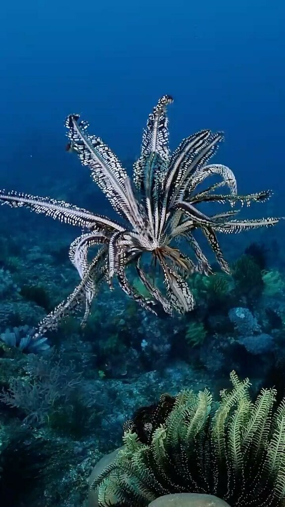 Girode_Noticias's tweet image. Estrela do mar de penas 😳🤭

Credit• @_bugdreamer_ 

Location: Raja Ampat, West Papua.
Filmed by Marcelo Johan Ogata #bugdreamer instagr.am/tv/CVq0i-sDvlq/