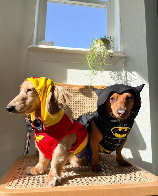 halloweenies 🎃❤️ https://t.co/qJI72Fu3JT
