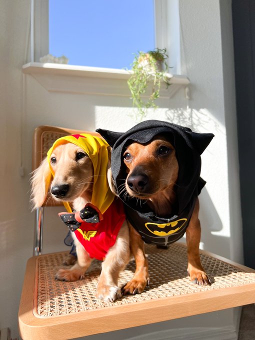 halloweenies 🎃❤️ https://t.co/qJI72Fu3JT