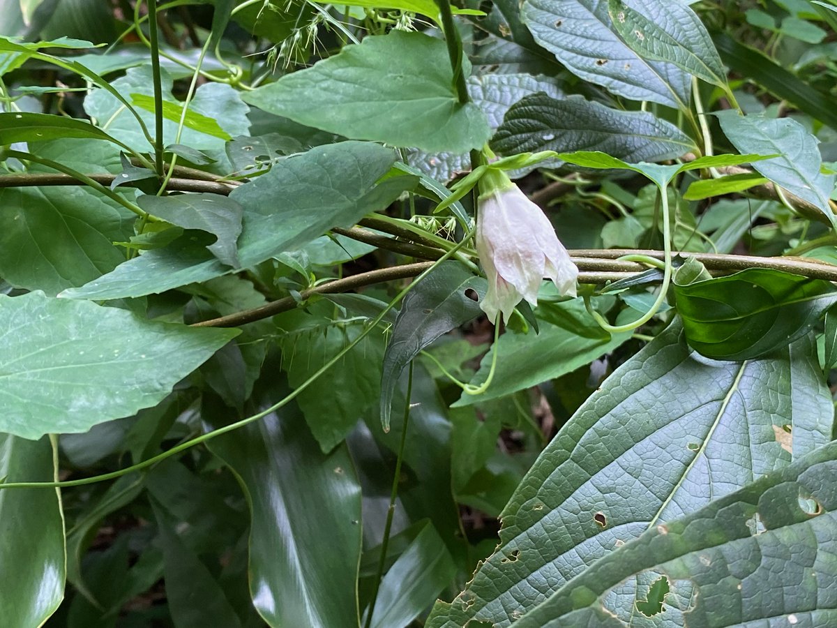 gunter_fischer's tweet photo. Another species, which became very rare in HKSAR because of it’s medical properties, is #codonopsis javanica. It’s an easy growing climber and has high potential for use in #agroforestry. We have planted it in our #ForestRestoration plots to safeguard it from local extinction. https://t.co/3s0TNbx0nT