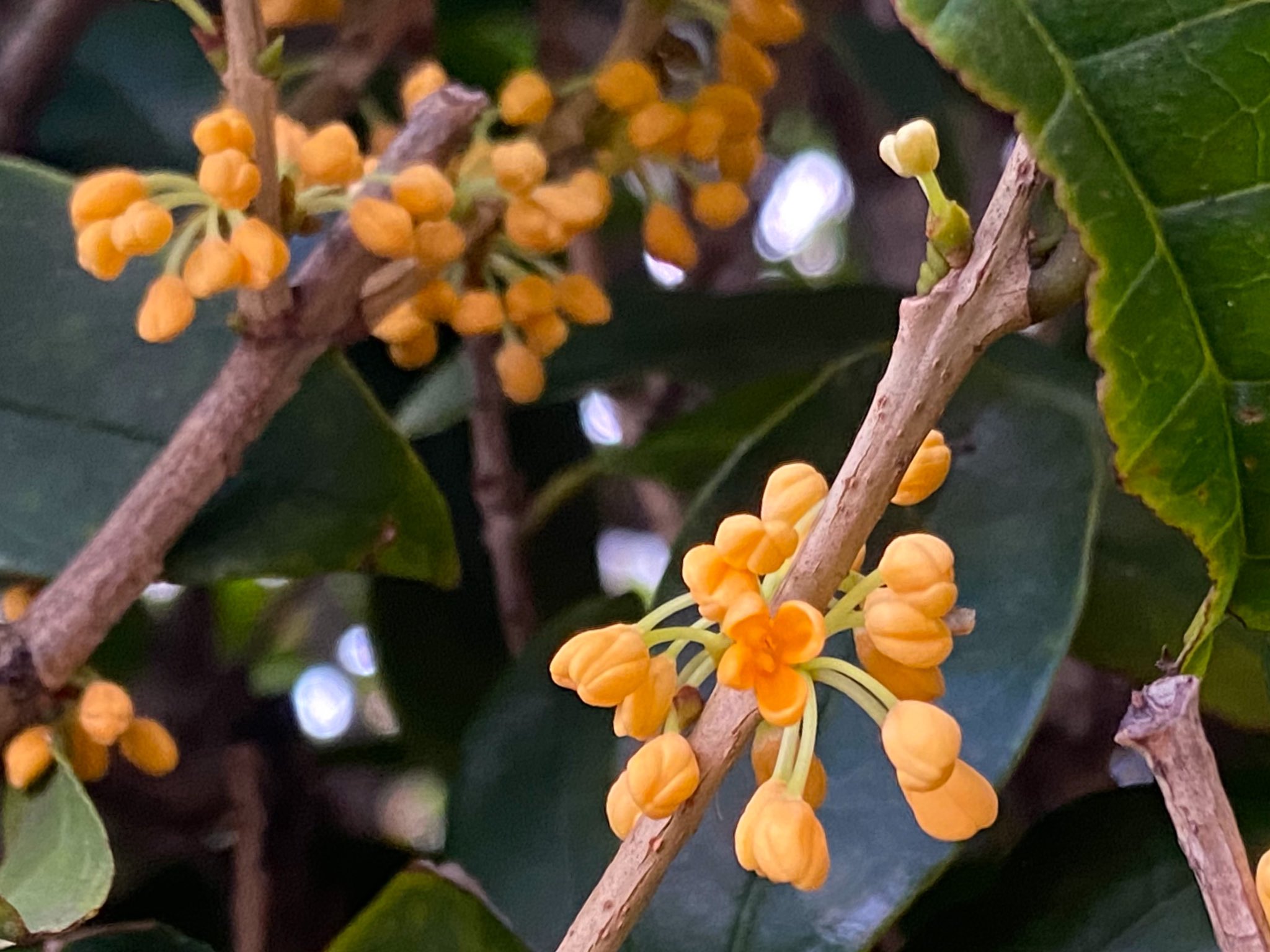 年年歳歳花相似 Twitter Search Twitter