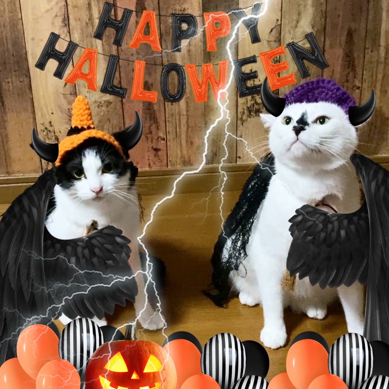 ハロウィン猫 Twitter Search Twitter