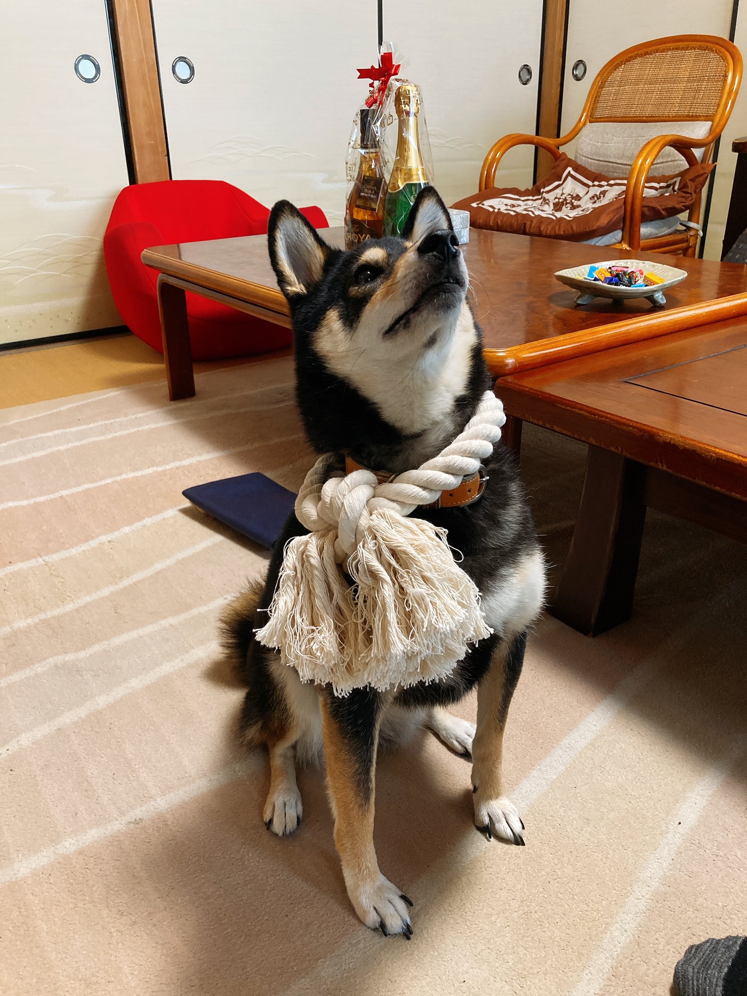 柴犬そい Ruru Maruch 2枚目のお写真 胸を反らせて誇らしげで可愛いです 早いですが 4歳のお誕生日おめでとうございます Twitter