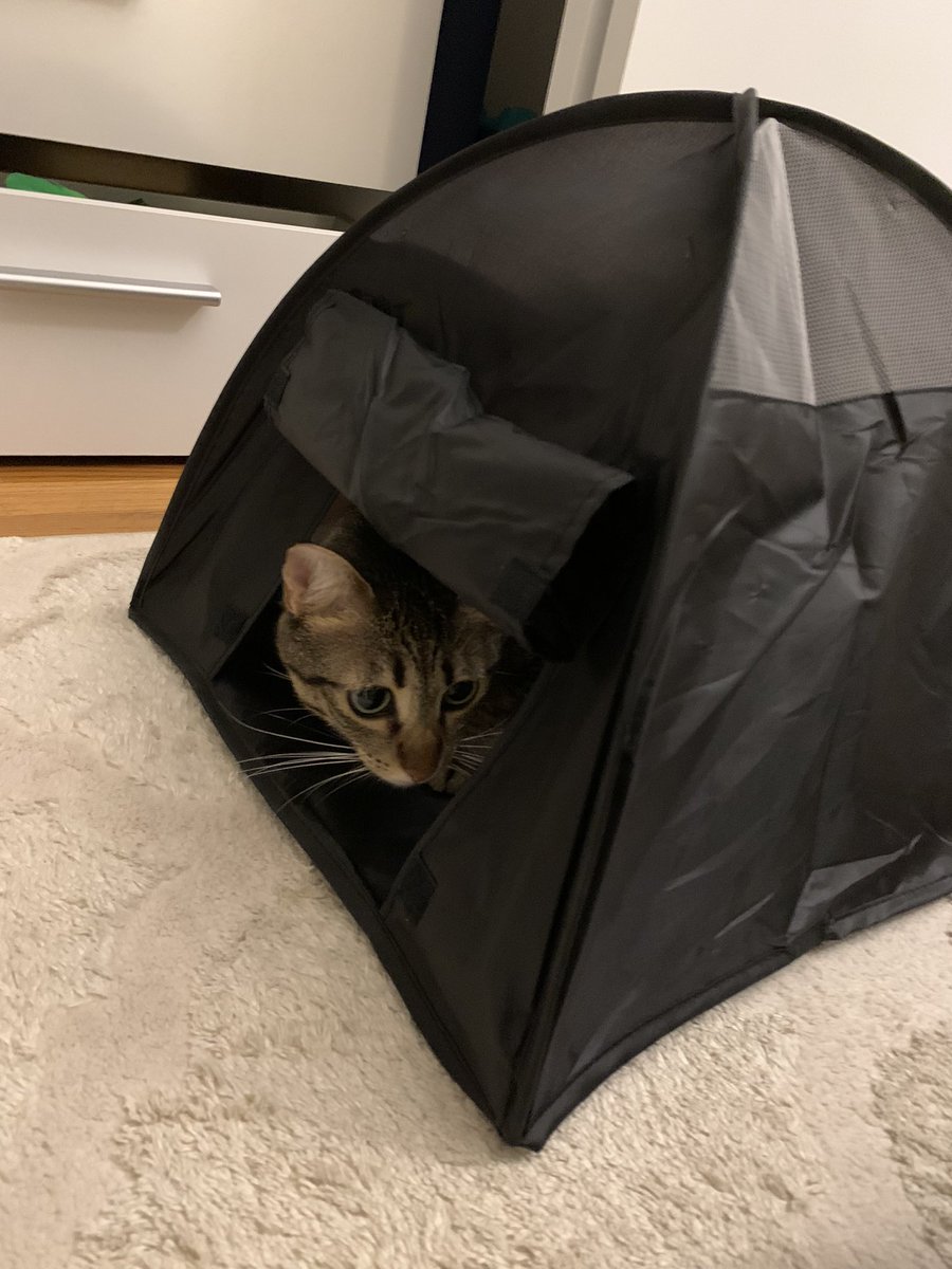 sarahvmcknight's tweet photo. Mom got a tent for Fatin 😆 #geocat https://t.co/Qe6VY61nVB