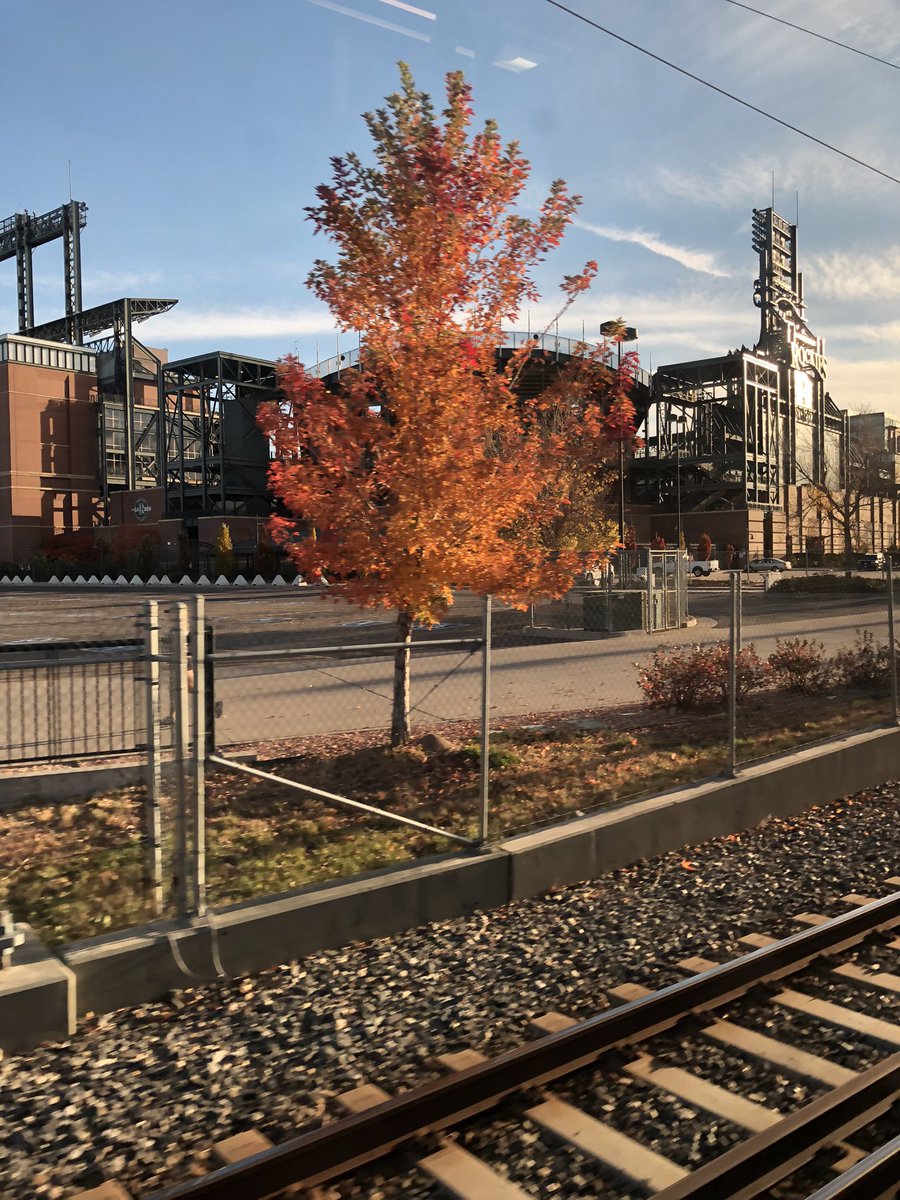 Melimel540's tweet image. the trees 🍁 #5280Love