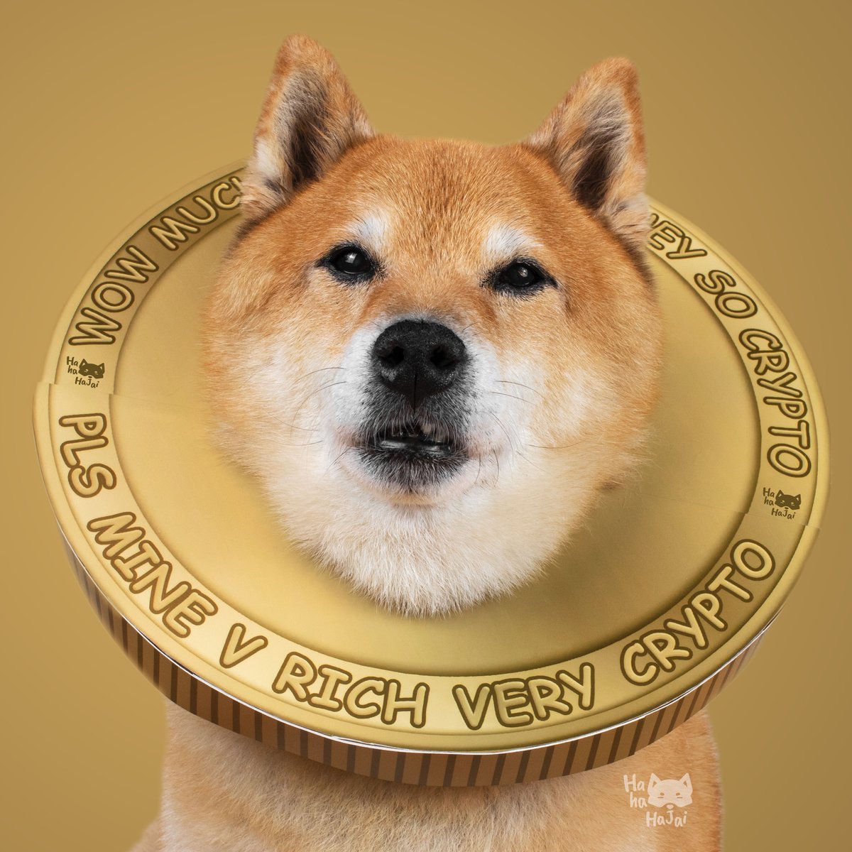 HaHaHaJai's tweet photo. Here's the refined "what" bling bling look. Just need to add sunglasses and we're all set to the moon! 🚀

#shibainu #shibainucoin #shibainutothemoon #shiba #halloweencostume #halloweenfun #blingbling https://t.co/5fIY0URs8b