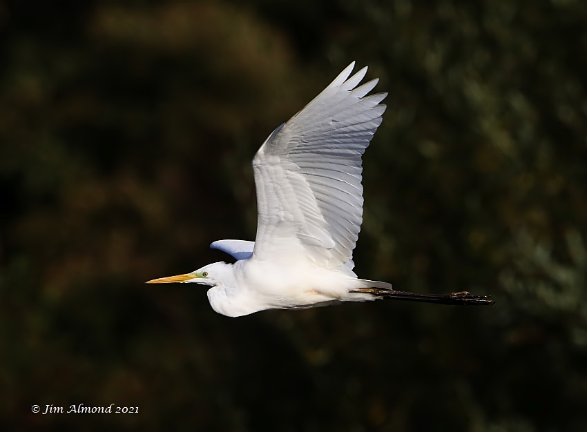 ShropsBirder tweet picture