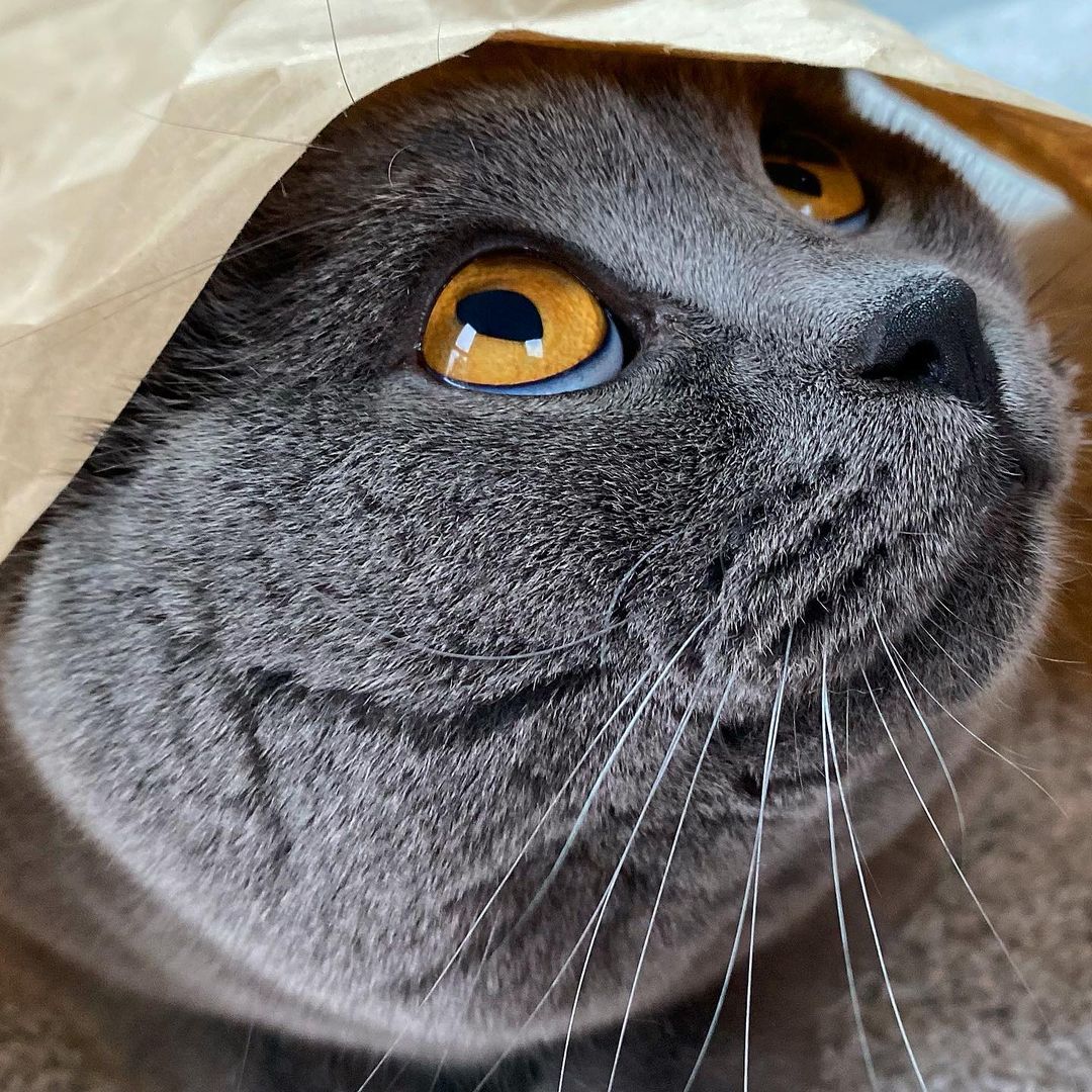 HepperOfficial's tweet photo. It's #SpookySzn  👀🙀
photo via @lilly_lillowitsch 

#hepper #halloween2021 #Halloween  #CatsOfTwitter #cats #CatsofTwittter #catsofinstagram #catstagram #CatsLover #catsoftwitteer https://t.co/xKuUbYK1VA