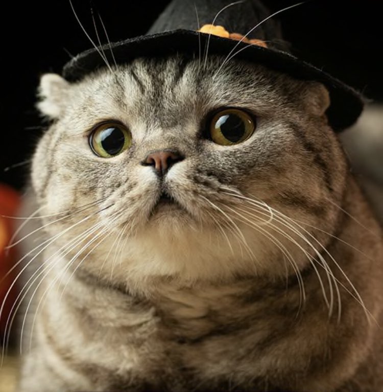 Buddomonn's tweet photo. Happy Halloween! https://t.co/AujhIv0DWM