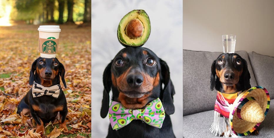 JoeGutowski4's tweet photo. #MCO335 I chose this picture to describe me for a few reasons. Firstly, I have a black and brown Dachshund named claire who looks exactly like this one. And most importantly, I'm very busy in life right now and have to balance so many things, just like this puppy. https://t.co/tXgxDyCDmA