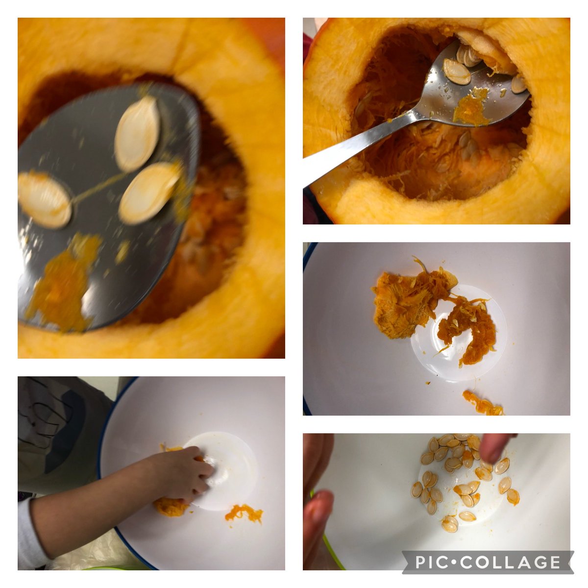 WoolfsonRhonda's tweet photo. Investigating our classroom pumpkin and estimating how many pumpkin seeds we will find. ⁦@WoolfsonRhonda⁩ ⁦@Bakersfield_PS⁩ @grade1science https://t.co/r1zhR0ZS5m