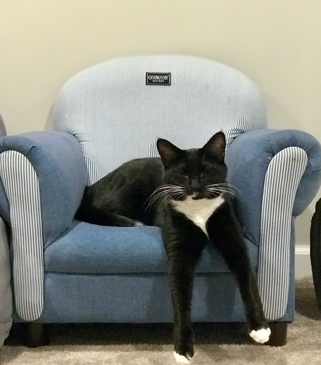 Shadow41369867's tweet photo. #Caturday #cat #CatsOfTwitter #CatsLover https://t.co/olD625i7Ix
