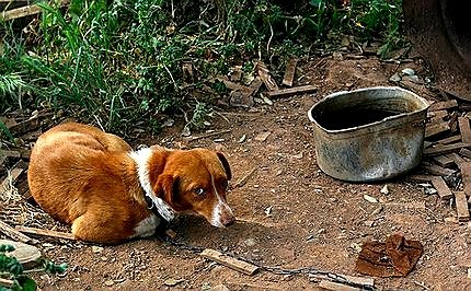 Mantener a los perros encadenados es una tortura que aún pasa desapercibida en algunas zonas rurales, donde aún se sigue pensando que es algo "normal".