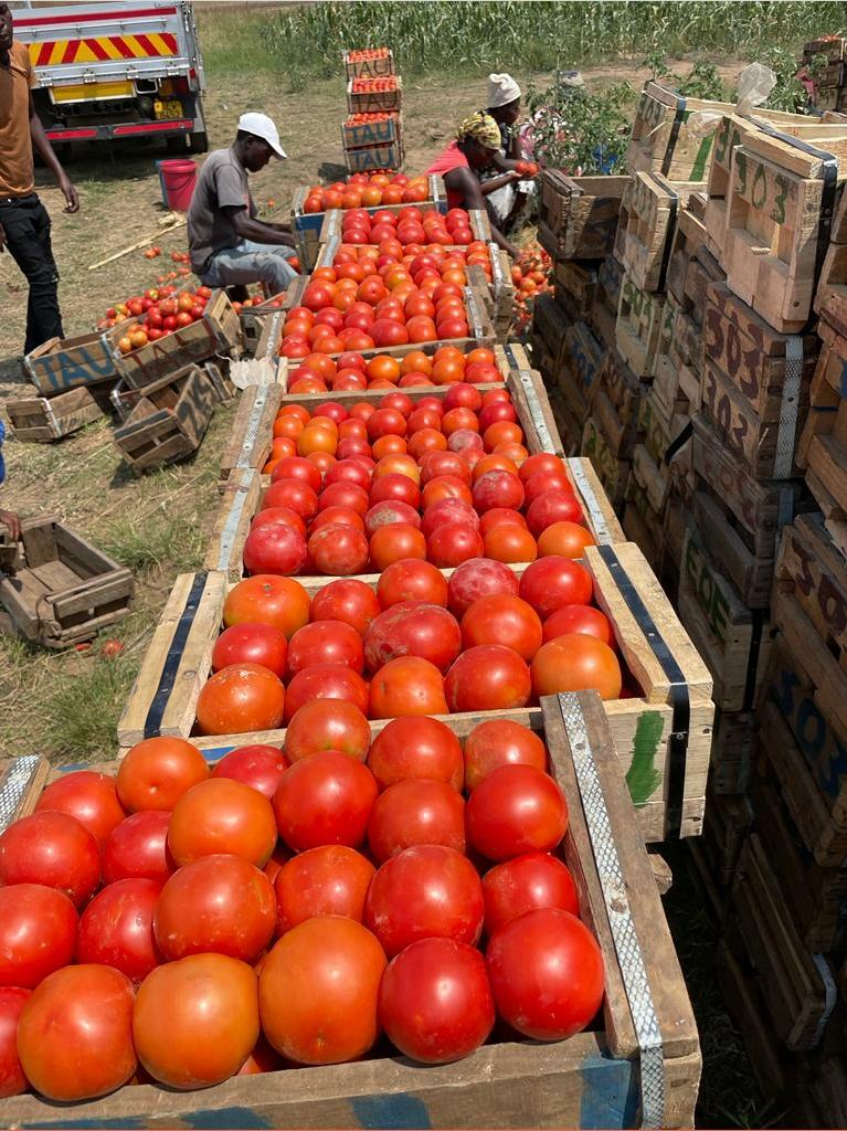 tomatogmailcom2's tweet photo. @basera_john @Charterseeds @agribusiness110 @PhiriDivah Queen tomato team loading the fresh produce. Tomato Queen will serve fresh produce https://t.co/iHSmrbKKDH